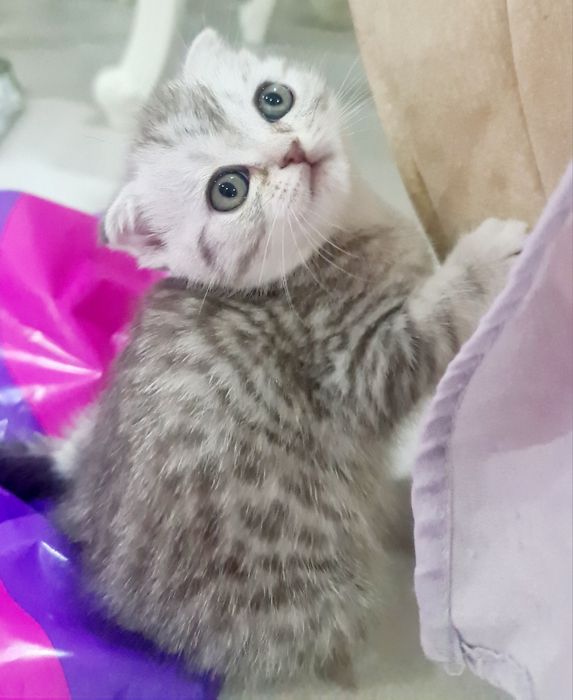 Британцы и шотландцы