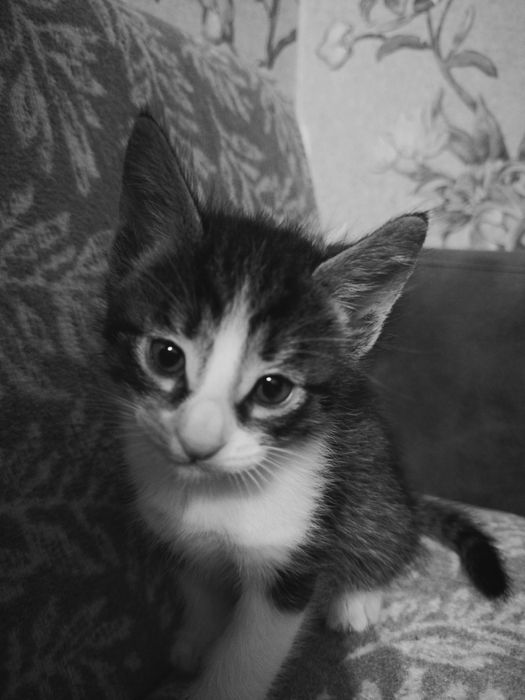 2 котёнка, мальчики БЕСПЛАТНО