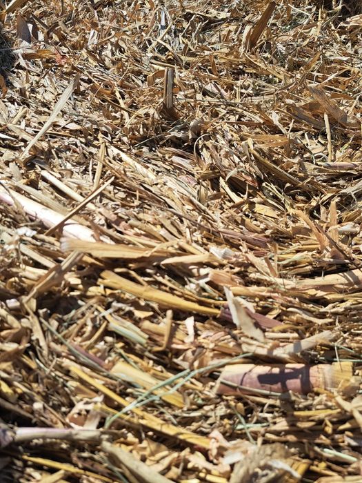 Baloti  lucerna treierata /Baloti porumb treierat/ovaz musetel /Baloti