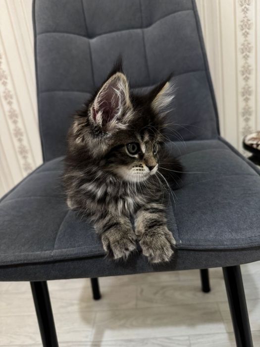 Мей кун мальчик 1,5 месяца