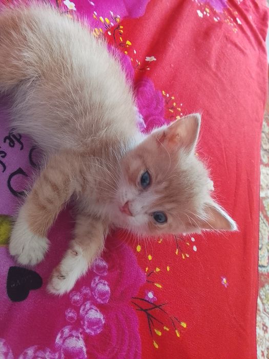 Отдам котенка девочка.