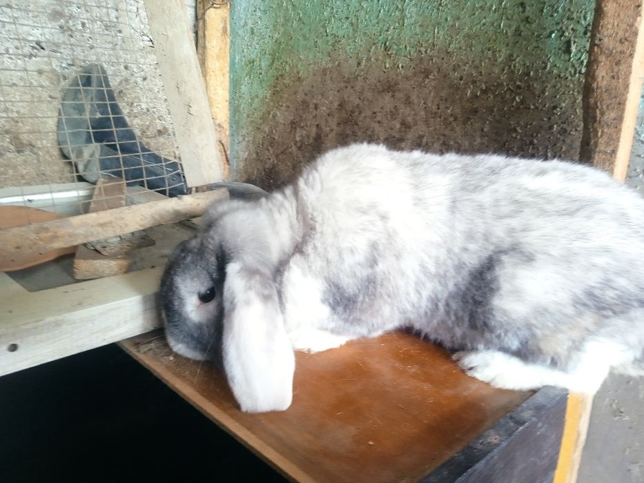 Куён сотилади жркак срочна