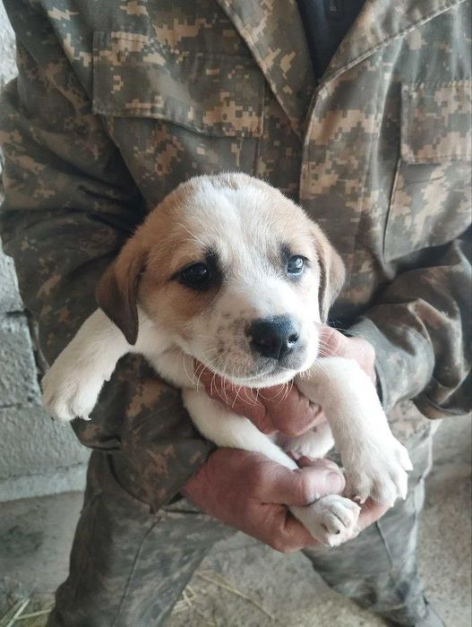 Отдам щенят в добрые руки