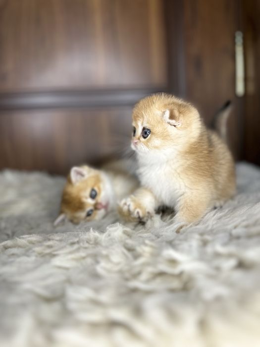 Золотая шиншилла