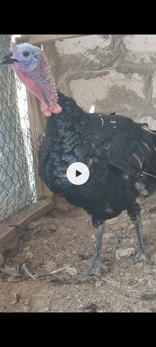 1 штук жас Үндік қораз сатылады.