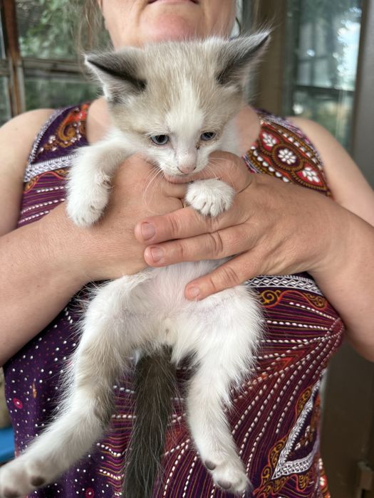 Отдам котят в хорошие руки