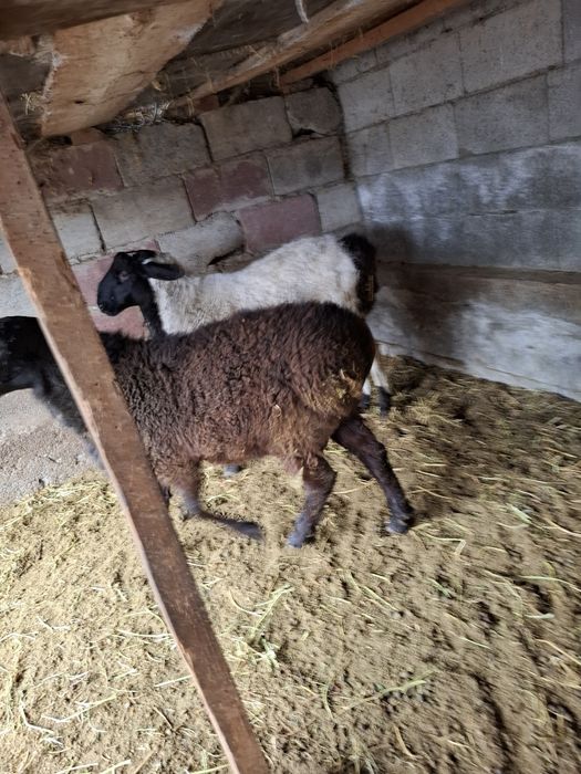 Тоқты қошқар сатылады