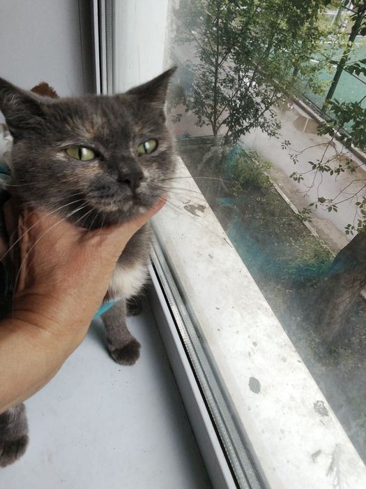 Красавица кошка Катя