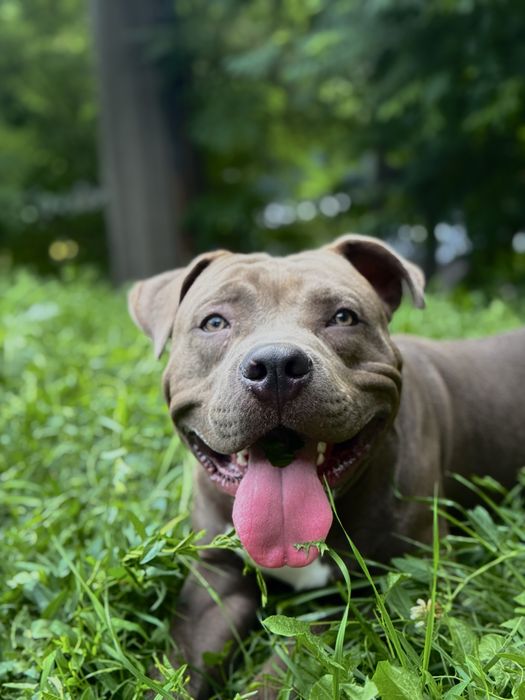 Spre adoptie in DAMBOVITA/PRAHOVA: mascul Amstaff 11 luni