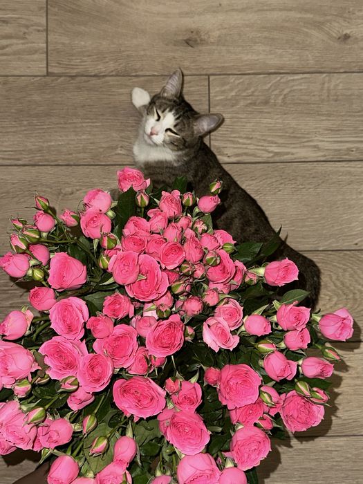 Кошка отдам в хорошие руки
