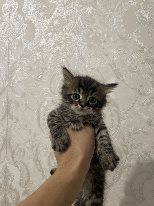 Продам шотландский вислоухие