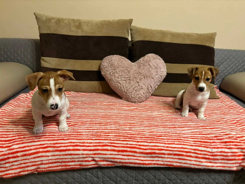 Джак Ръсел Териер- две женски с родословие в гр. София