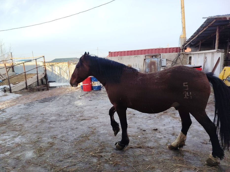 В продаже Жеребцы-Айгыры 5-6 лет