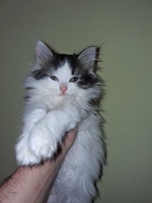 отдам котят добрым людям
