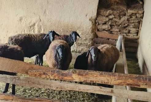 Sog'lom va arzon chorva qo'ylari