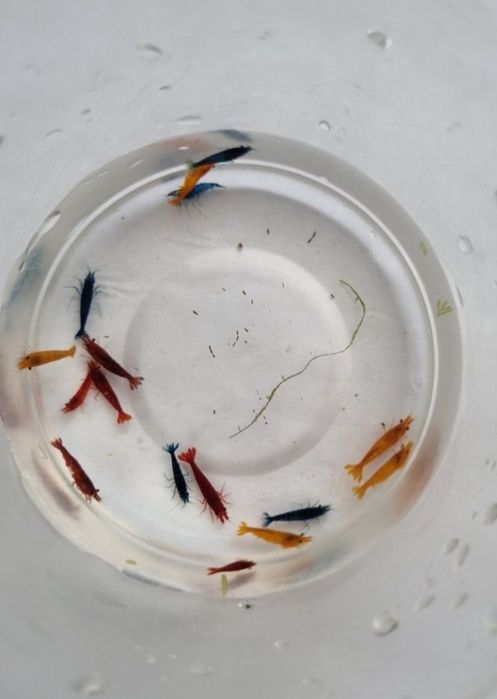 Creveti neocaridina acvariu