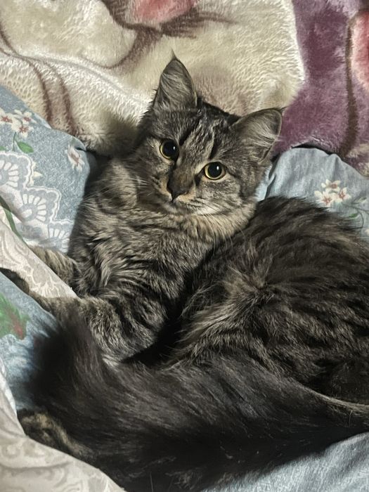 Sibirskiy mushugimiz vyaskaga…