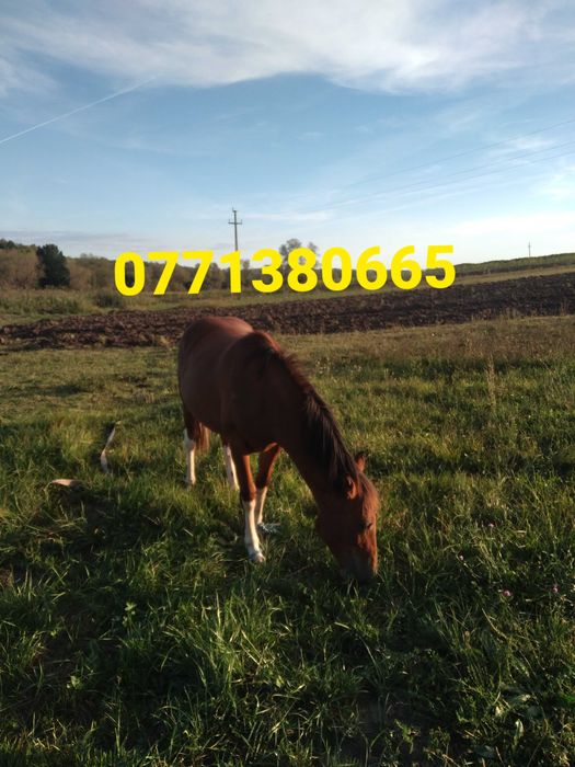 Vand 2 manze de 1 an jum si de 8 luni Calea mare nr 27,pret 2200 euro