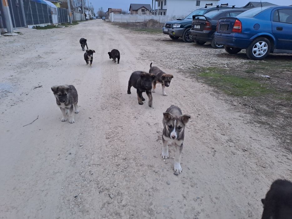 Donez adoptie pui caine Catei catelusi Metis, talie medie