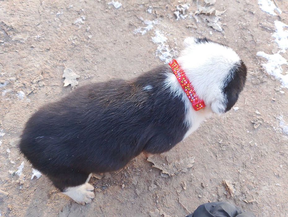 Подарявам кученца