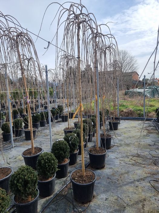 Dud Pendul altoit - Morus alba pendula
-9%