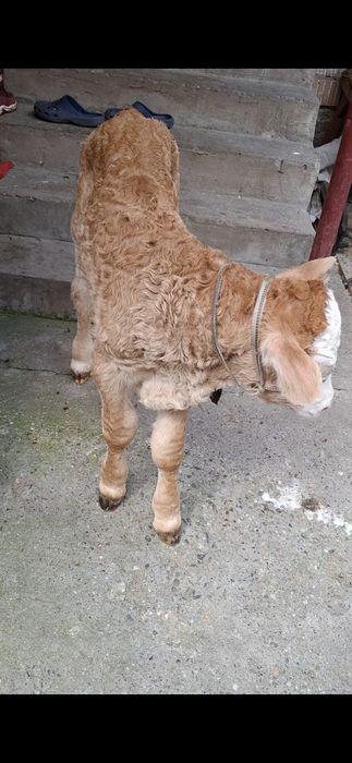 Vând tauras de o saptamna