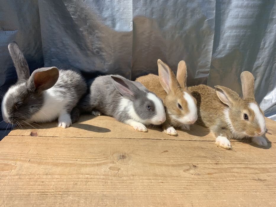 Iepuri hycole francez