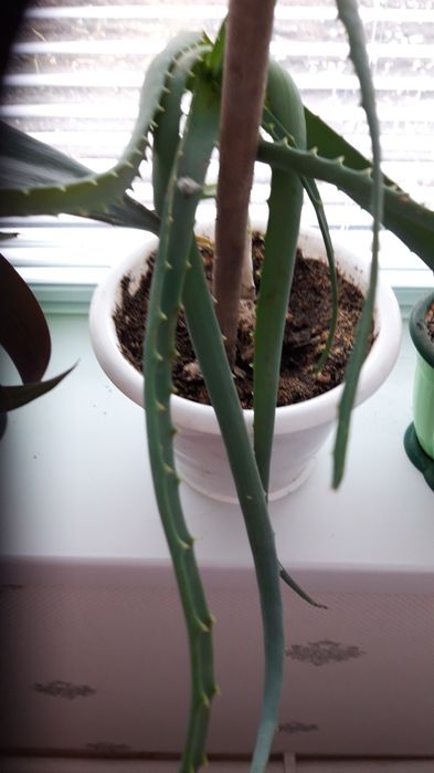 АЛОЭ  для лечения