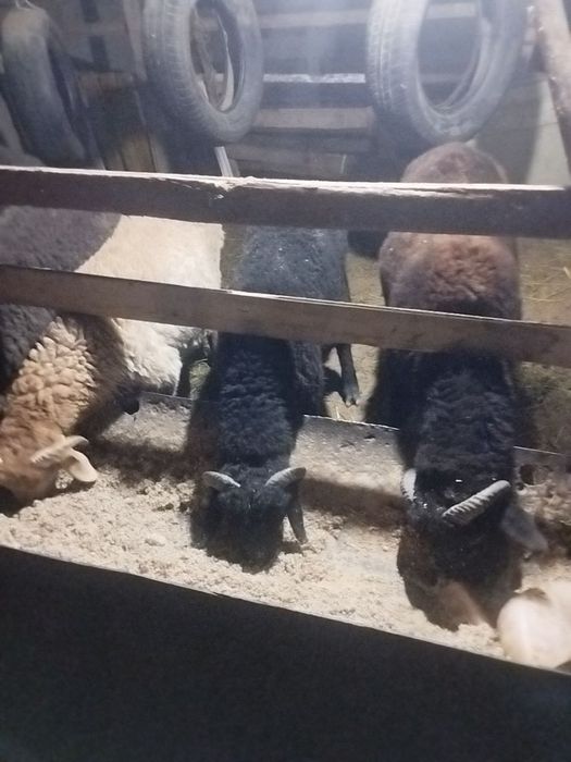 Qochqorchala sotiladi