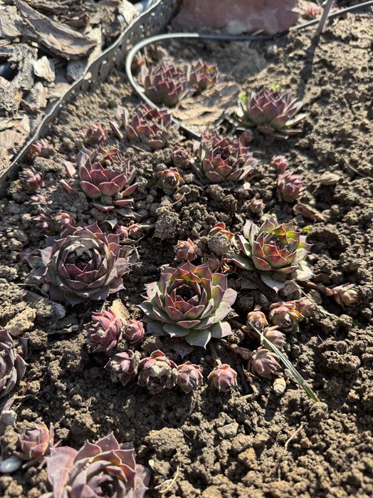 Уличные садовые растения