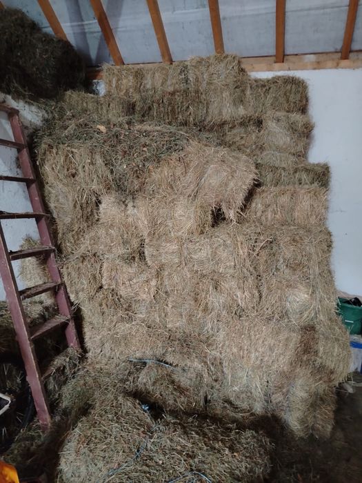 Baloti fân - 2025 - baloti otavă .