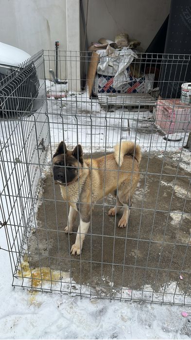 Vand Akita American femela cu pedigree,2ani, parinti campioni nationali