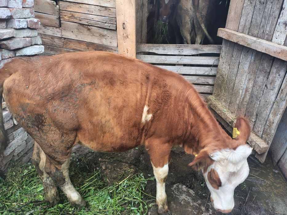 Vacă și junică de vănzare tânără bălțată austriacă