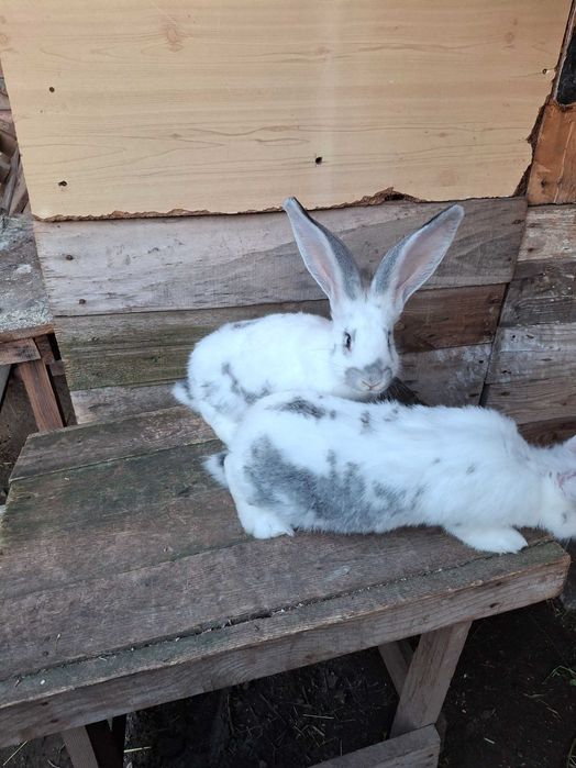 Продавам эайци от добри родители