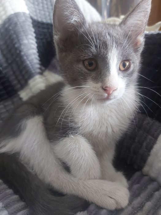 Отдам котёнка в добрые руки!