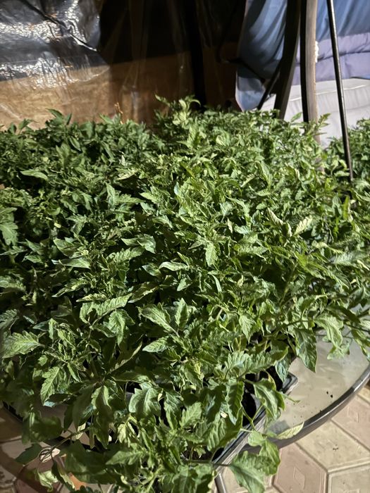 Vand rosii prekos si vitara