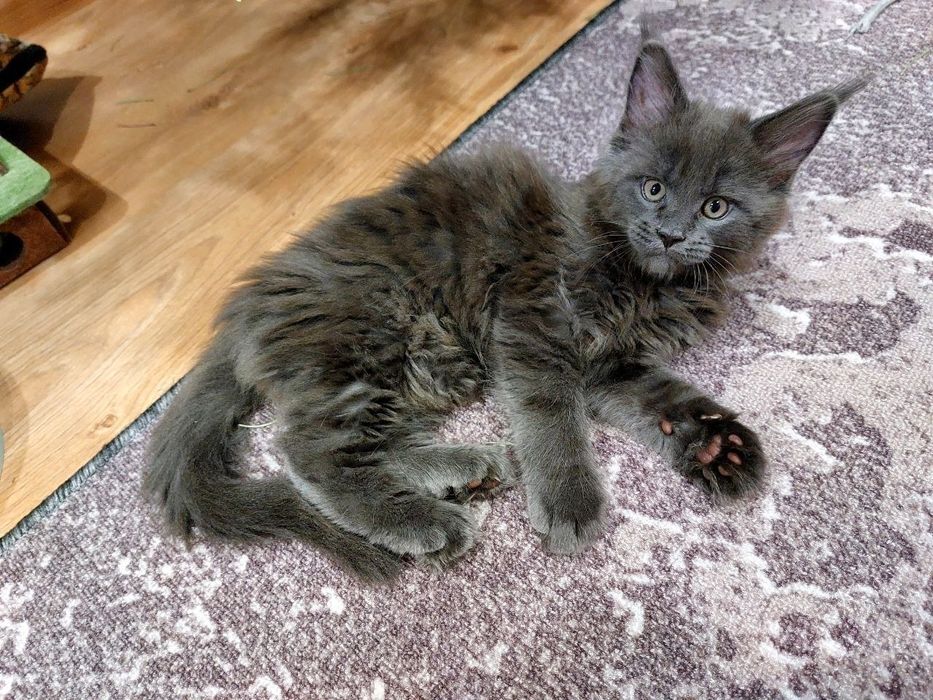 Котёнок мейн-кун (девочка) с документами