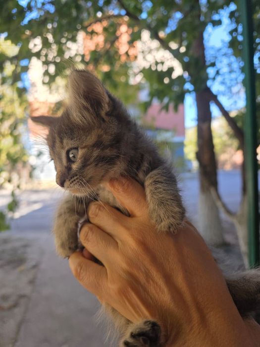 Котята девочки около месяца
