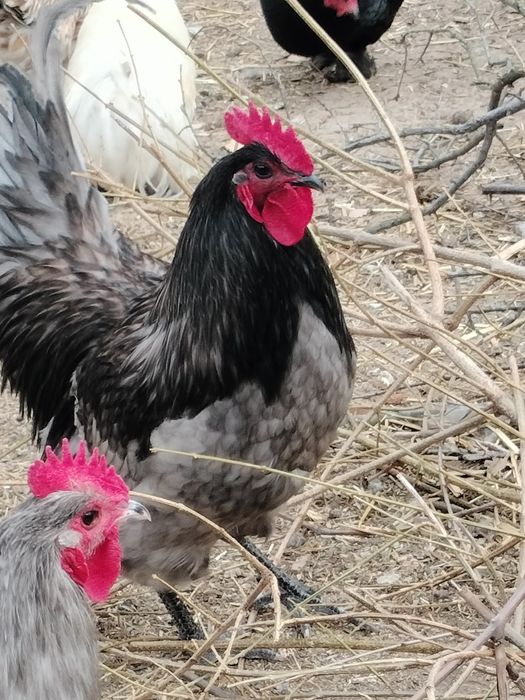 Cocoși australop și cocoși de țară