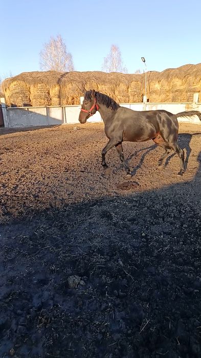 Продам американский жеребец