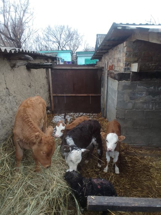 Продам телят 4 мес
