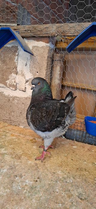 Porumbei king de vanzare