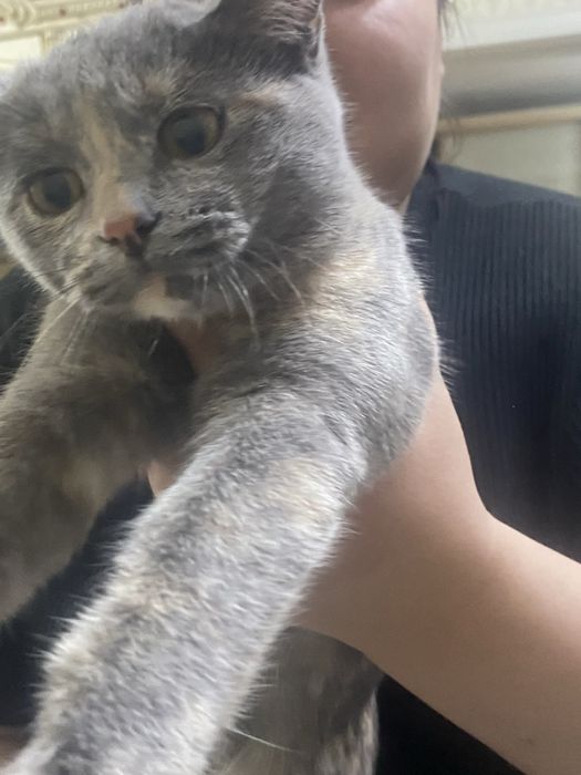 Отдам в добрые руки