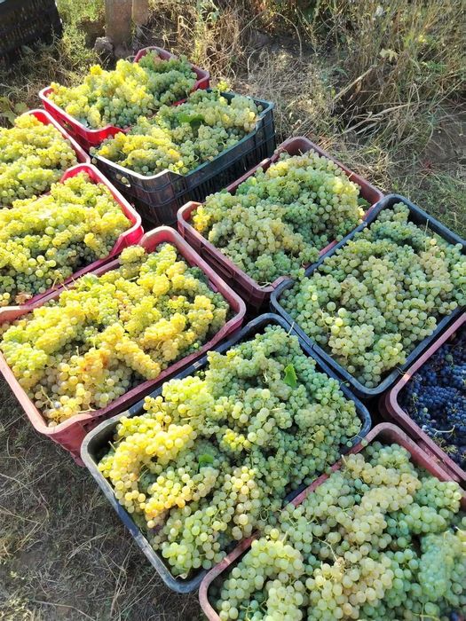 2026 Struguri de masă Moldova + struguri de vin Fetească Regală, Merlot și Chasselas Doré