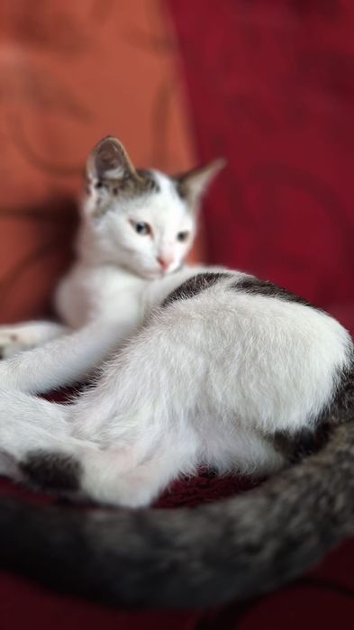 Отдадим в добрые руки котенка