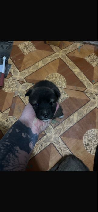 Отдам щенят  в добрые руки