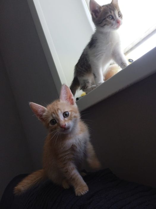 Бельгийские котики