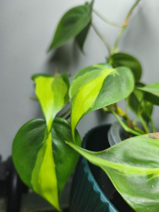 Продам филодендрон.