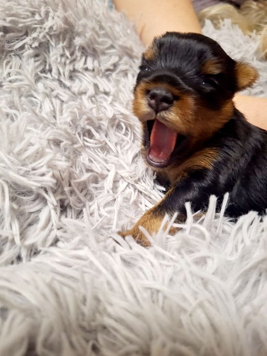 Йоркширский терьер