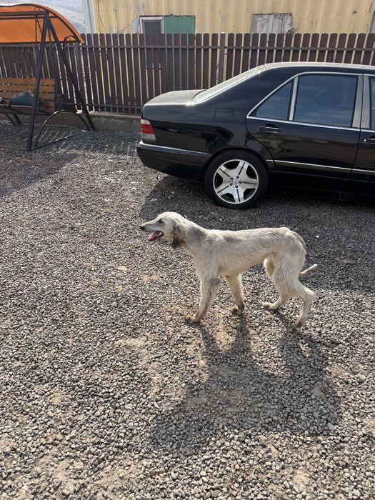 Тазы родословная